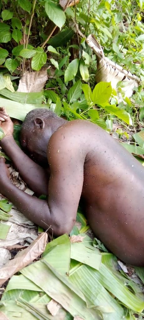 Swarm Of Deadly Bees Stings Farmer To Death In Osun, Injures Two Others